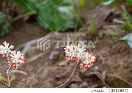 春を告げる鮮やかな赤色のミツマタの花 春を告げる鮮やかな赤色のミツマタの花 136166995