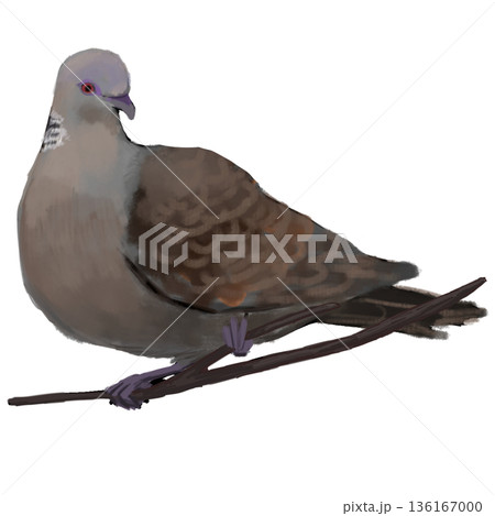 キジバト 136167000