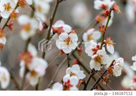 早春の光を浴びて咲く白梅の花 早春の光を浴びて咲く白梅の花 136167112