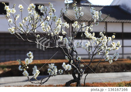 盆栽の梅の花 盆栽の梅の花 136167166