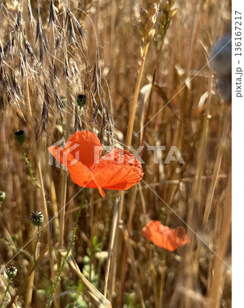 Blooming red poppy in close-up on a rye field. Wildflowers in the countryside on a sunny day against the background of wheat spikelets. Papaver. Blooming red poppy in close-up on a rye field. Wildflowers in the countryside on a sunny day against the background of wheat spikelets. Papaver. 136167217