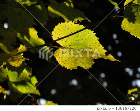 Golden rays of sunlight filtering through tree leaf, Autumn evening. Stunning Forest Scenic Fall Landscape Background. Golden rays of sunlight filtering through tree leaf, Autumn evening. Stunning Forest Scenic Fall Landscape Background. 136167220