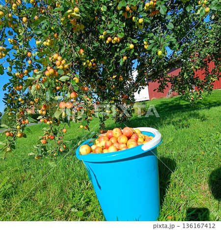 apples in autumn garden in the sun apples in autumn garden in the sun 136167412