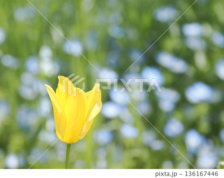 黄色いチューリップのマクロ|背景にネモフィラの青いボケ(春の花) 黄色いチューリップのマクロ|背景にネモフィラの青いボケ(春の花) 136167446