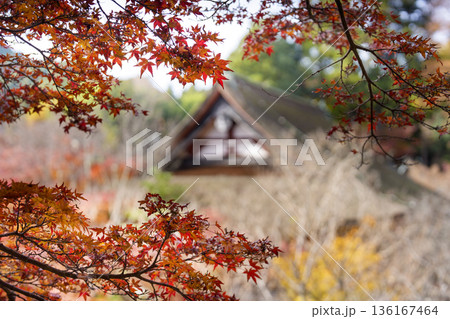 紅葉に包まれた日本の社殿 秋の静かな風景 136167464