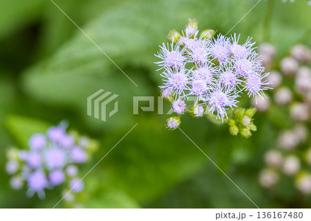 緑の背景に咲く淡い紫色の野花とつぼみ 緑の背景に咲く淡い紫色の野花とつぼみ 136167480