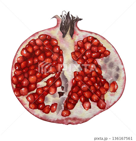 Watercolor illustration of a sliced pomegranate viewed from above, with vivid red seeds and pale peel in realistic style. for packaging cosmetics cooking blogs Rosh Hashanah and Halloween themes. 136167561