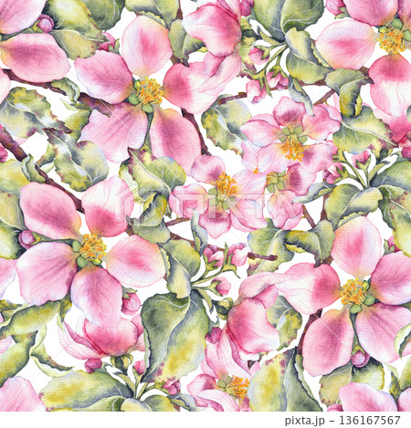 Watercolor illustration of pink apple blossoms with green leaves seamless pattern on white. Suitable for eco cosmetics, floral packaging, seasonal branding, spring festivals, and wedding stationery. 136167567