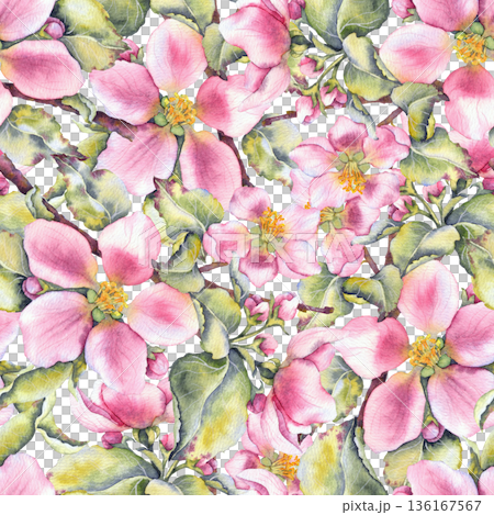 Watercolor illustration of pink apple blossoms with green leaves seamless pattern on white. Suitable for eco cosmetics, floral packaging, seasonal branding, spring festivals, and wedding stationery. 136167567