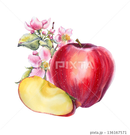 Watercolor illustration red apple with a slice and pink apple blossom and leaves in botanical style. Ideal for food packaging, cosmetics, natural juice branding, cookbooks, and seasonal promotions. 136167571