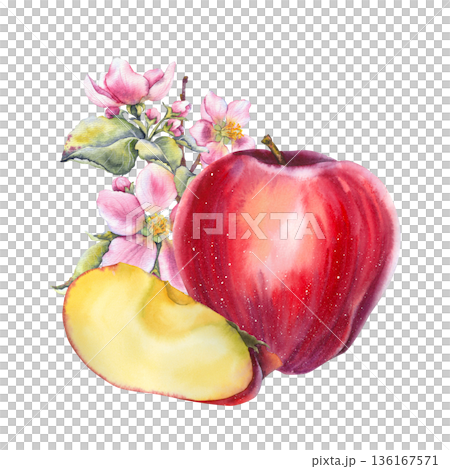 Watercolor illustration red apple with a slice and pink apple blossom and leaves in botanical style. Ideal for food packaging, cosmetics, natural juice branding, cookbooks, and seasonal promotions. 136167571