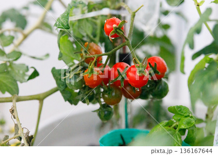 ベランダ菜園で育つ完熟前のミニトマト 136167644