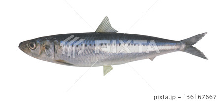 マイワシのイラスト マイワシのイラスト 136167667