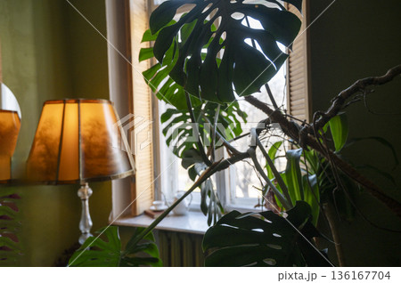 A stylish room interior with large monstera leaves in the foreground 136167704