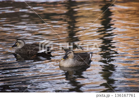 水面に浮かぶガモ 136167761