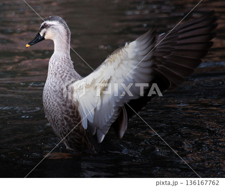 翼を広げるカモ 136167762