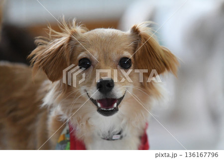 カメラ目線のミックス犬 136167796