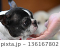 ボストンテリアと人の手 136167802