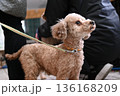 飼い主を見つめるトイプードル 136168209