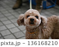 遊んでほしそうなトイプードル 136168210