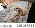 伸びをするトイプードル 136168211