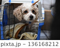ケージの中から周りを見る犬 136168212