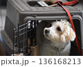 ケージの中から周りを見る犬 136168213