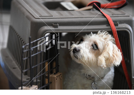 ケージの中から周りを見る犬 136168213
