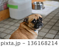 困り顔のパグ 136168214