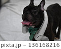 扇風機をつけたフレンチブルドッグ 136168216