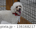 白いトイプードル 136168217