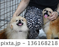撫でられてうれしいポメラニアン2頭 136168218
