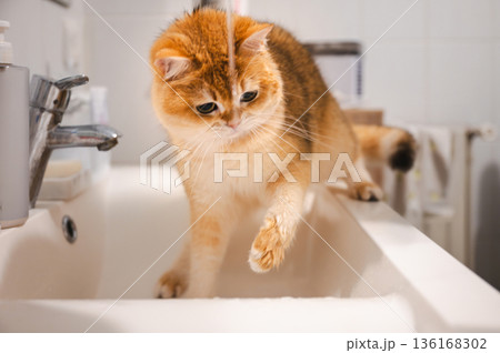 Cute Orange Tabby Cat 136168302