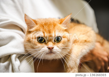 Cute Orange Tabby Cat 136168303