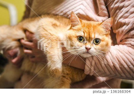 Cute Orange Tabby Cat 136168304