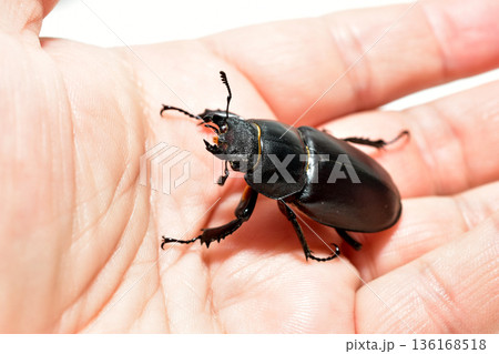 Female stag beetle, Lucanus cervus. 136168518