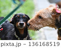 エアデールテリアとダックス 136168519