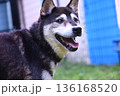 見つめる黒柴 136168520