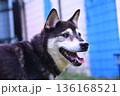 かわいい黒柴 136168521
