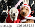 クリスマス仕様のトイプードル2頭 136168522