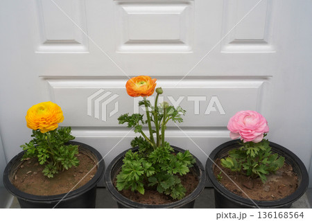 Persian buttercup flowers grow and bloom in flowerpots in a garden. The vibrant blooms of ranunculus asiaticus are isolated in black pots against the white door background. Close-up, copy space. 136168564