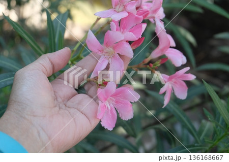 A human hand tenderly supports a cluster of vibrant pink oleander blossoms with delicate petals and green foliage, showcasing gentle care and natural beauty. 136168667
