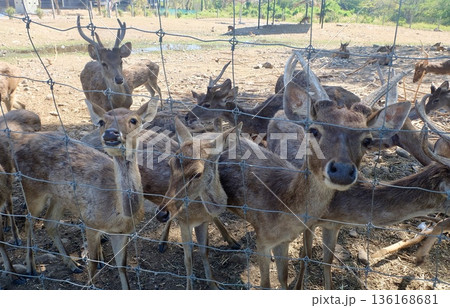 A group of curious brown deer look through a metal wire fence in an outdoor safari park enclosure on a bright and sunny day. A group of curious brown deer look through a metal wire fence in an outdoor safari park enclosure on a bright and sunny day. 136168681