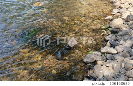 Clear transparent river water flows gently over a bed of natural smooth stones and pebbles under bright sunlight, showcasing a peaceful and serene nature scene. Clear transparent river water flows gently over a bed of natural smooth stones and pebbles under bright sunlight, showcasing a peaceful and serene nature scene. 136168689