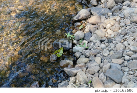 Crystal clear water gently flows over a bed of smooth, varied rocks, illuminated by natural sunlight creating beautiful ripples and reflections. A tranquil scene capturing nature's serene beauty and 136168690