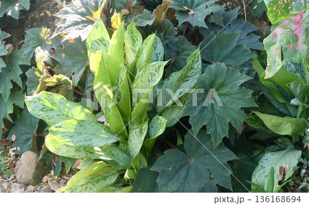 A vibrant arrangement of tropical plants including variegated aglaonema and large-leafed begonias bathed in warm sunlight creating rich green hues and intricate patterns in garden. 136168694