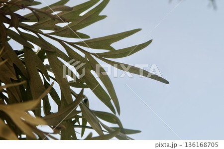 A refreshing upward view of slender green Grevillea robusta leaves and branches silhouetted against a clear soft blue sky creating serene natural abstract background with copy. A refreshing upward view of slender green Grevillea robusta leaves and branches silhouetted against a clear soft blue sky creating serene natural abstract background with copy. 136168705