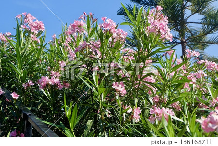 Vibrant pink oleander blossoms bloom alongside lush green pine needles under a brilliant blue sky, creating a sunny tropical garden scene in the bright sunlight. Vibrant pink oleander blossoms bloom alongside lush green pine needles under a brilliant blue sky, creating a sunny tropical garden scene in the bright sunlight. 136168711
