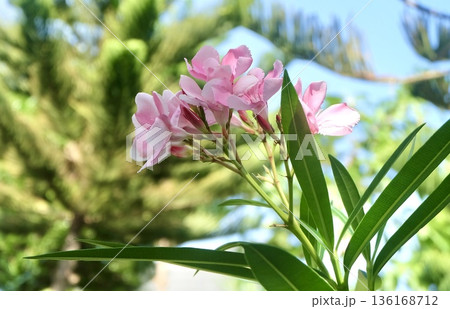 Lush pink oleander blooms burst with color, set against a backdrop of a clear blue sky and the green needles of a pine tree, creating a vibrant sunny outdoor scene. Lush pink oleander blooms burst with color, set against a backdrop of a clear blue sky and the green needles of a pine tree, creating a vibrant sunny outdoor scene. 136168712