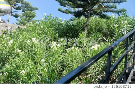 A lush hedge of green oleander leaves is dotted with delicate white blossoms, creating a vibrant natural scene. A dark metal railing and hints of pine trees frame. A lush hedge of green oleander leaves is dotted with delicate white blossoms, creating a vibrant natural scene. A dark metal railing and hints of pine trees frame. 136168713